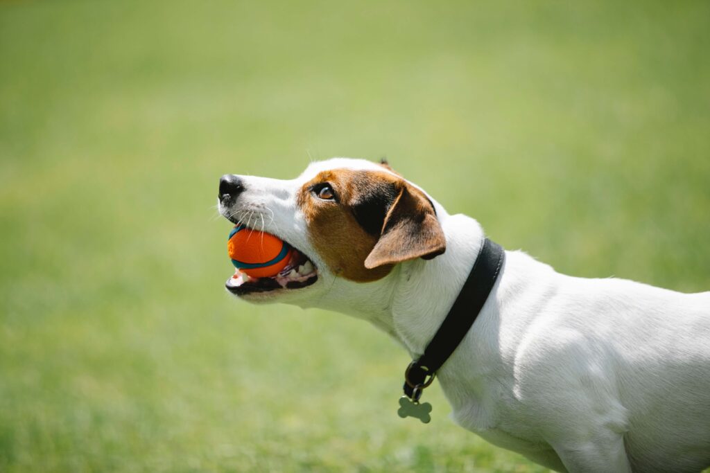 An adorable picture of a dog holding a ball in his mouth at a garden