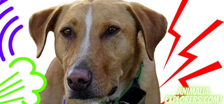 Can a Shock Collar Really Kill a Dog?