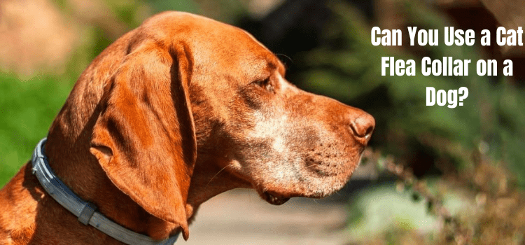 Can You Use a Cat Flea Collar on a Dog?