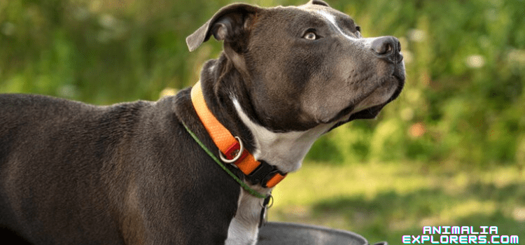 : Can a Dog Collars Damage the Trachea?