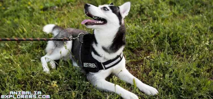  An adorable dog with a harness and collar, sitting on the lush green grass."