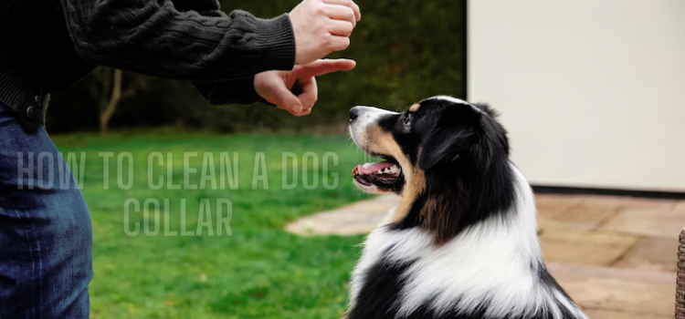 A clean, freshly washed dog collar with cleaning supplies in the background, illustrating the process of cleaning a dog collar using tips and instructions."