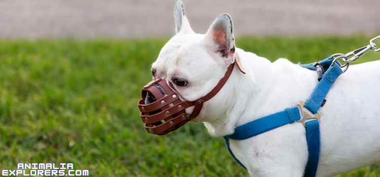 A cheerful dog wearing a dog harness, joyfully playing in the park with its owner."