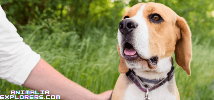 How to Treat Collar Sores on Dogs