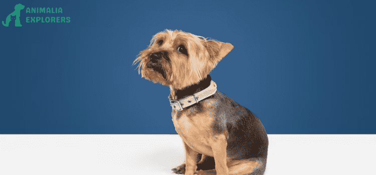 "Adorable Yorkshire Terrier dog with a cute and slightly sad expression, posing in a blue studio."