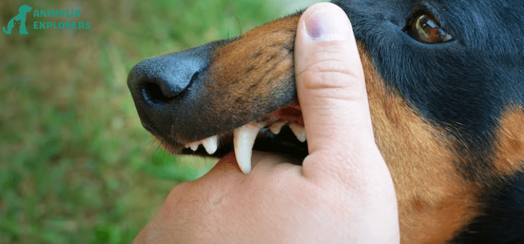 Biting hand with teeth of a vicious dog