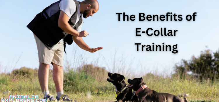 "A dog wearing a shock collar enjoys playful interaction with its owner during a training session."