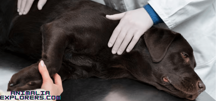 Treatments of a sweet black dog for Collar Sores 