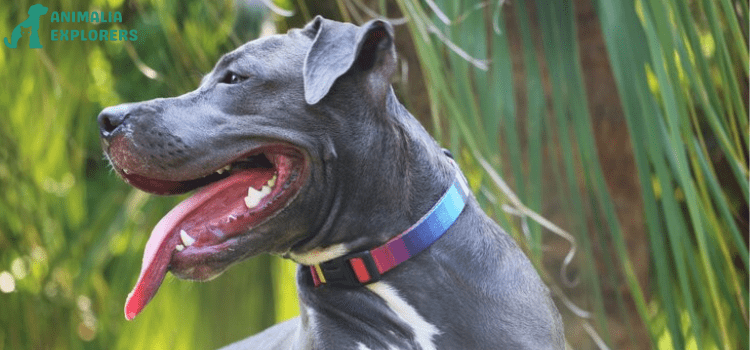 "A joyful Pit Bull playing in a vibrant green grass dog park.