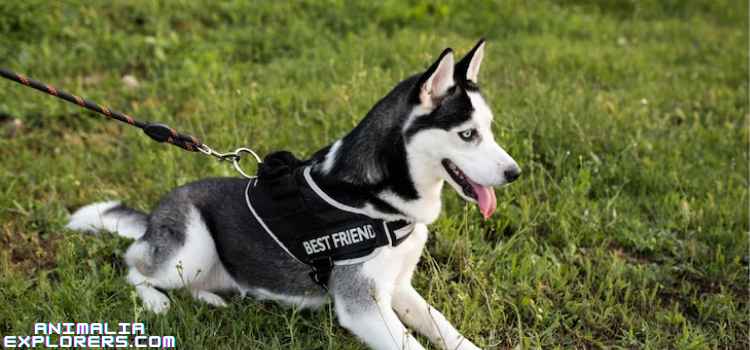  An adorable dog with a harness and collar, sitting on the lush green grass."