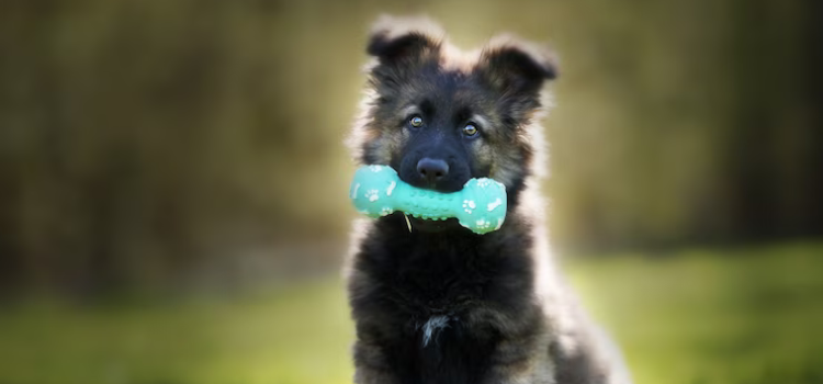 "Image of an adorable puppy with a bone in its mouth, showcasing its playful and endearing nature."