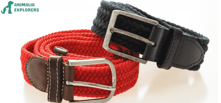 Are Buckle Collars Safe for Dogs?