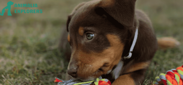 A Kelpie puppy with a heart-melting gaze.