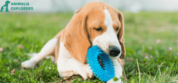 A sweet puppy plays with a blue collar on a dog