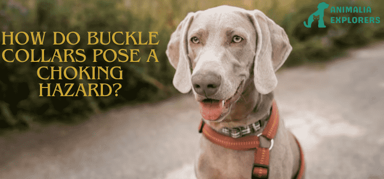 AN adorable picture of a dog wearing buckle collar 