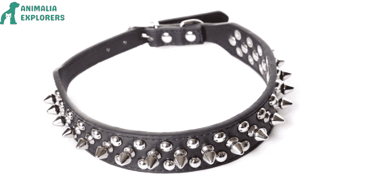 A Spiked dog collar 