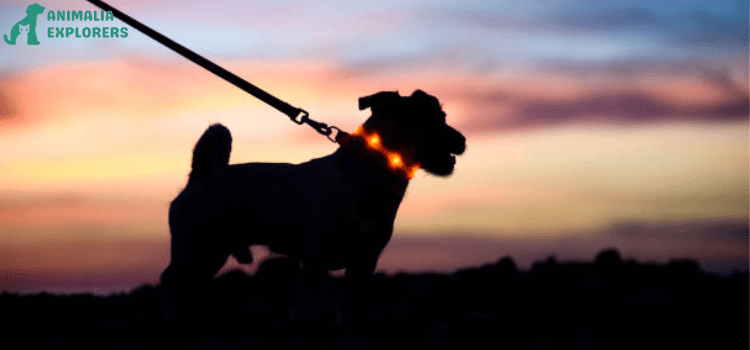Beautiful evening portrait of a sweet puppy with his owner .