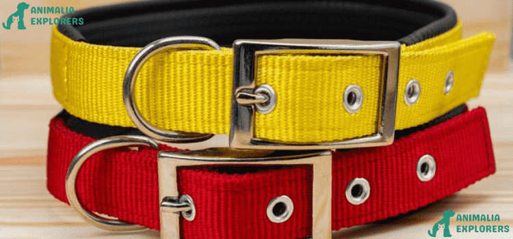Beautiful red & yellow buckle collars of dog