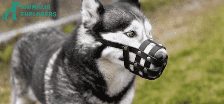 Happy Husky dog wearing a protective muzzle outdoors