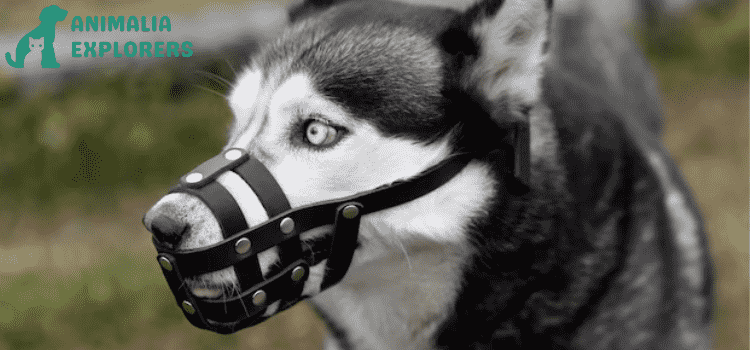 This adorable husky dog has a muzzle and is outdoors