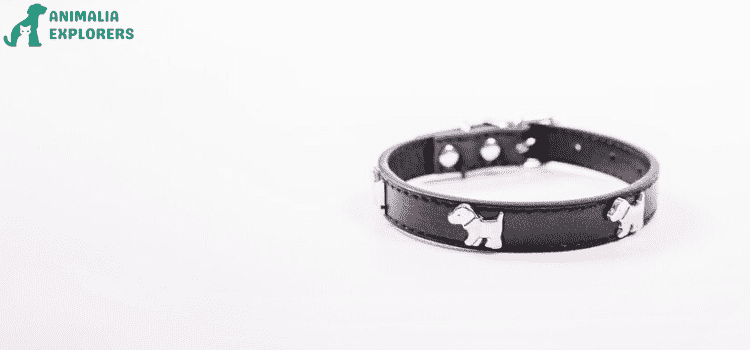 A Small spiked dog collar 