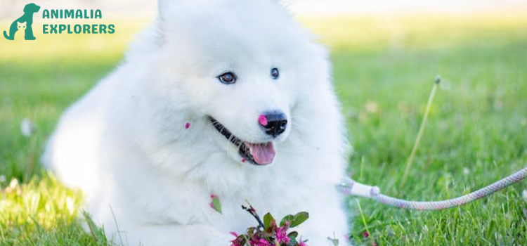 A White cute dog wearing Floral or Patterned Collars