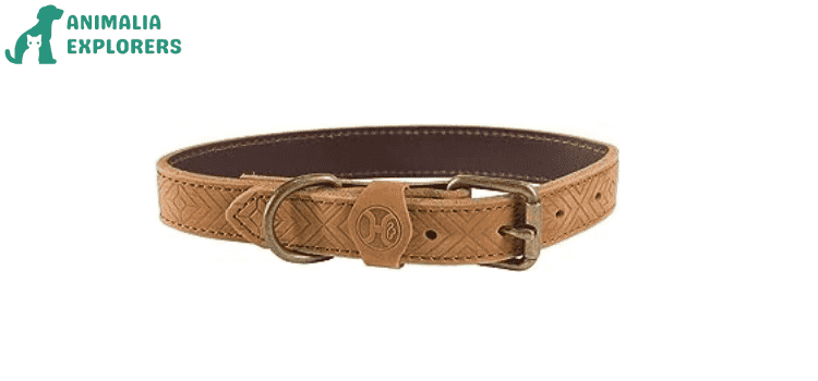 A brown dog collar