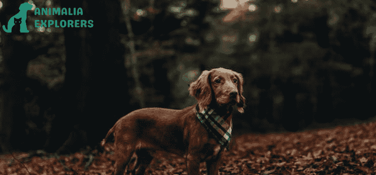 A charming image of a sweet puppy wearing stylish bandana collars