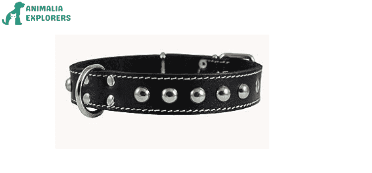 An adorable black Leather Dog Collar