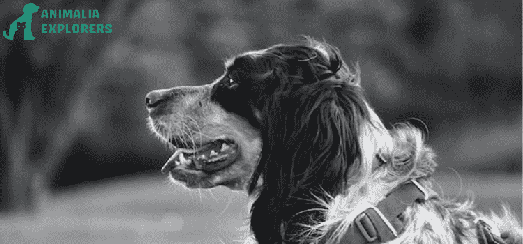 An adorable dog wearing a beautiful dog collar