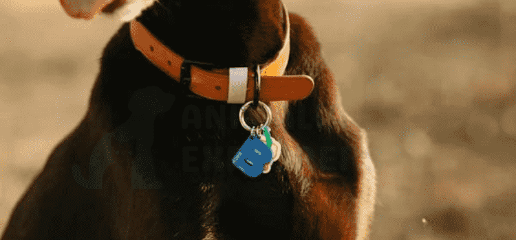 An adorable dog wearing a dog collar