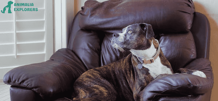 This adorable picture shows a sweet dog sitting on a sofa wearing a leather dog collar