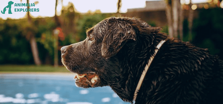 A black dog collar wearing a dog collar is standing in front of a swimming pool.