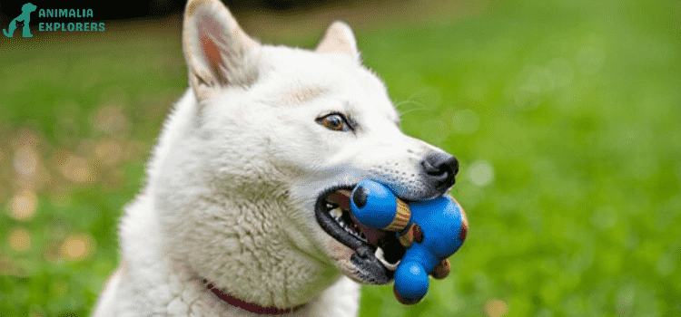 White dog biting a toy in a lush garden setting, showcasing playful canine enjoyment.