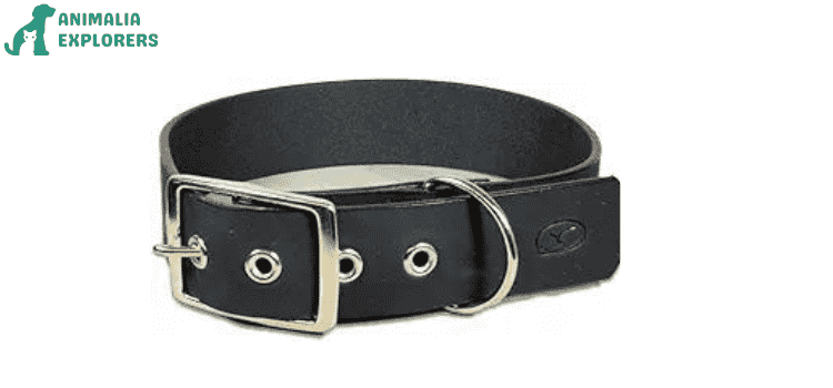 Maintaining Your Leather Dog Collar