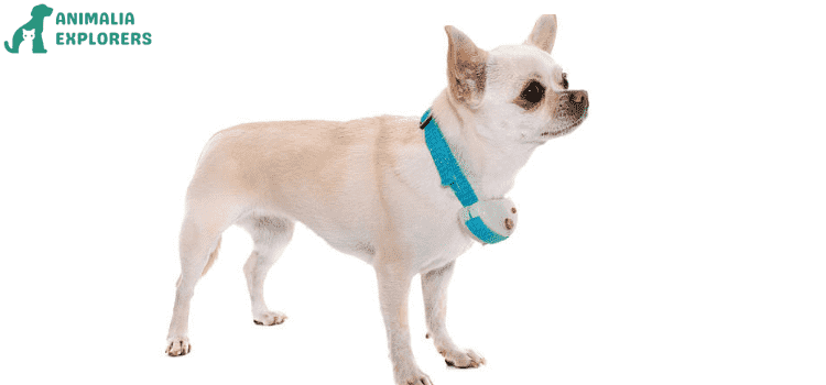 Cute puppy wearing a Blue shock collar
