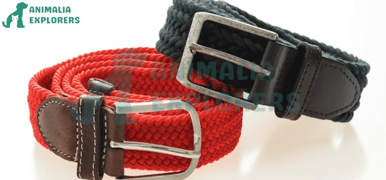 An awesome picture of Red & Black dog collars
