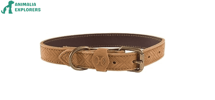 Brown leather collar for dogs