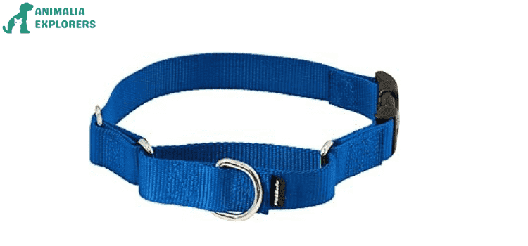 Blue Martingale Collar