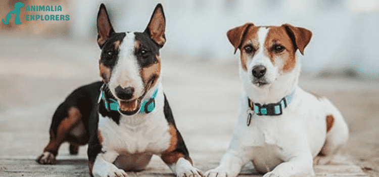 Two cute dogs wearing beautiful dog collars