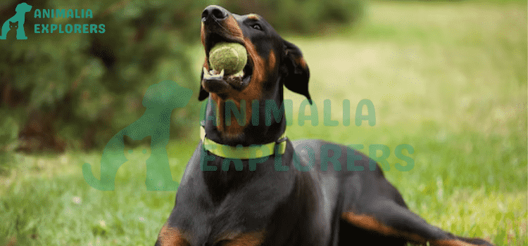 This adorable picture shows a black dog biting a green boll