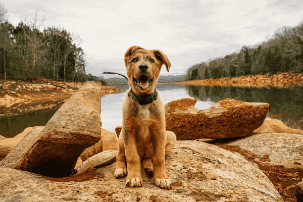 Excited puppy sitting on rocks near a lake with trees in the background