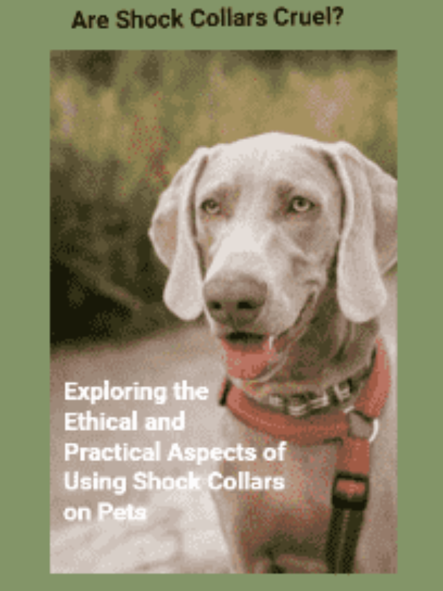 A concerned dog owner holding a shock collar