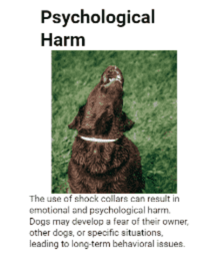 A brown dog wearing a shock collar, looking distressed with its head tilted back, highlighting the psychological harm caused by shock collars.